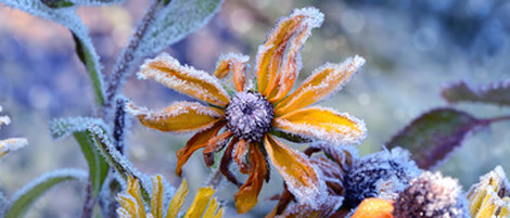 Blume im Garten