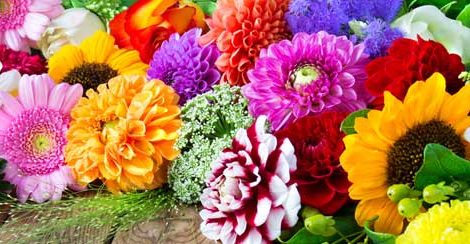 blühende Blumen in verschiedenen Farben