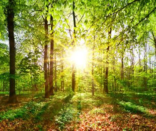 Mit der richtigen Freiraumplanung können Sie die Natur auch in einer Großstadt genießen