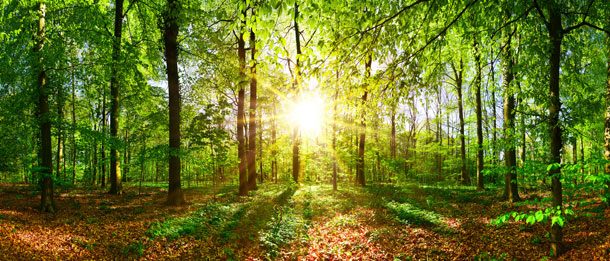 Mit der richtigen Freiraumplanung können Sie die Natur auch in einer Großstadt genießen